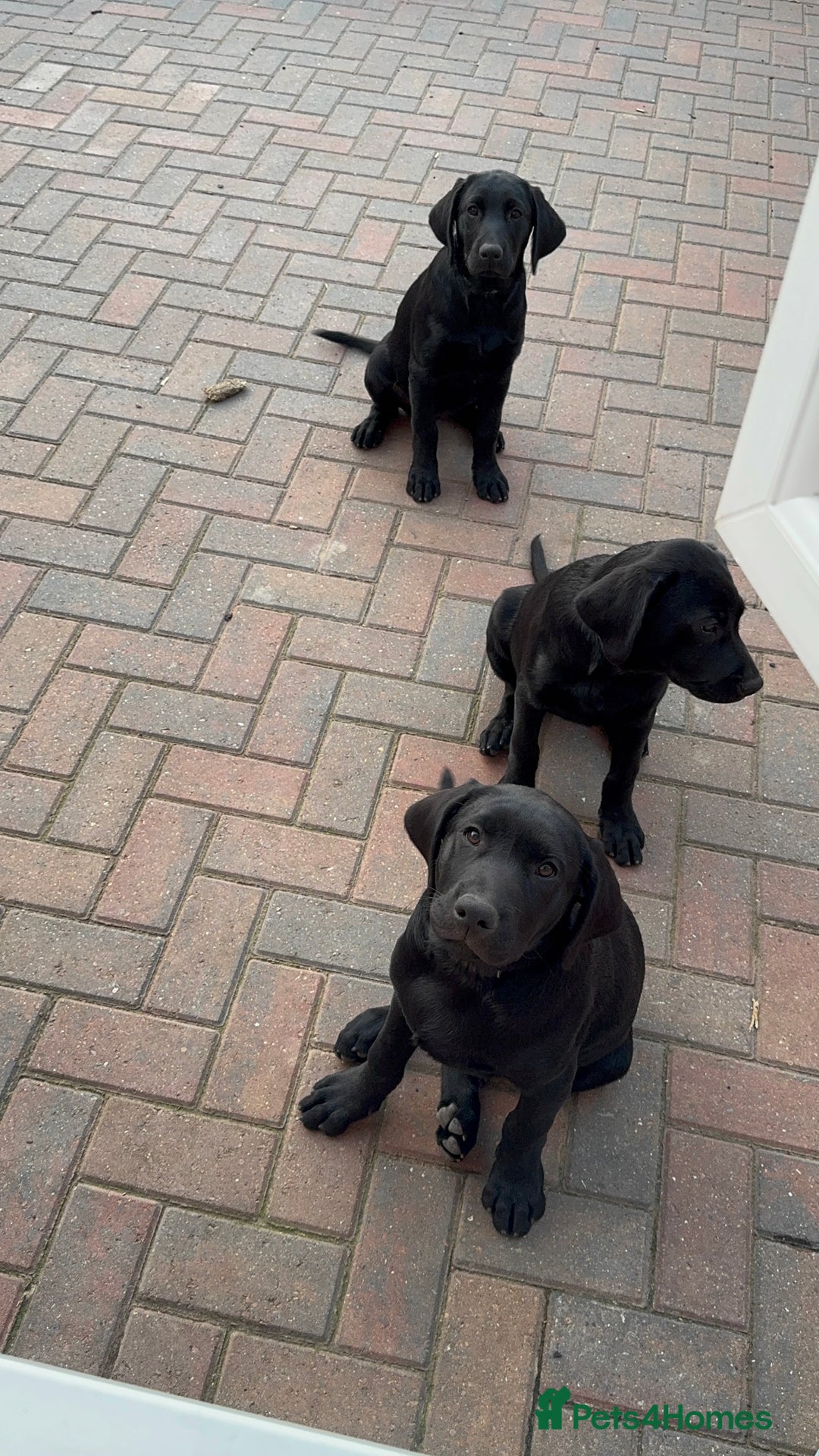 Labrador Retriever dogs for sale: Pedigree Labradors - Perfect for gun dog  - Image 5
