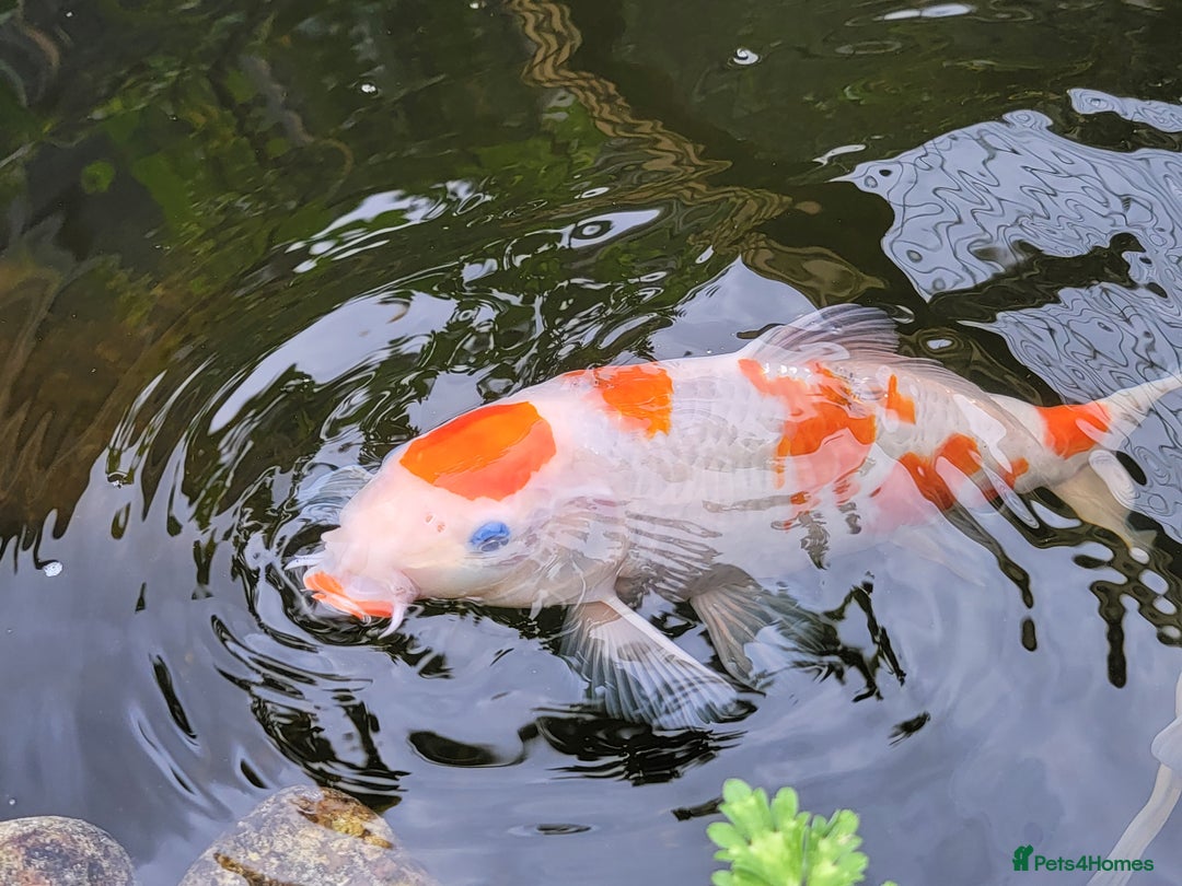 Koi Carp fish for sale: Japanese koi for sale - Image 3