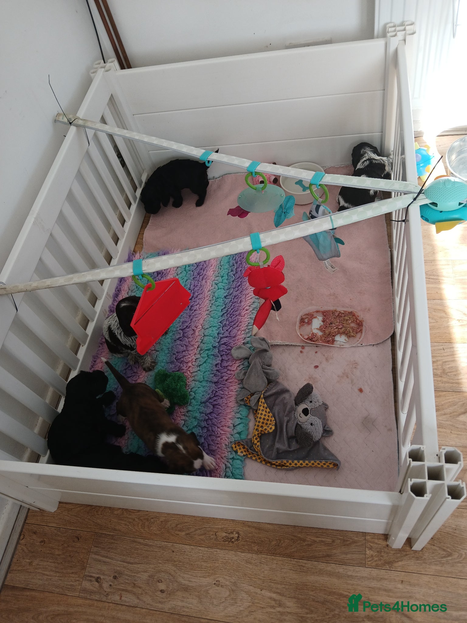 Cocker Spaniel dogs Last Show Type KC Black Male Cocker Available - Advert 2