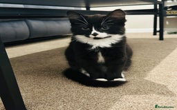 Mixed Breed cats for sale: Button - Image 2