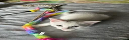 Mixed Breed cats for sale: 4 beautiful kittens 🐾 - Advert 16