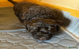 Labradoodle dogs for sale: 🐾Stunning Miniature Labradoodle F1b Puppies🐾  - Image 8