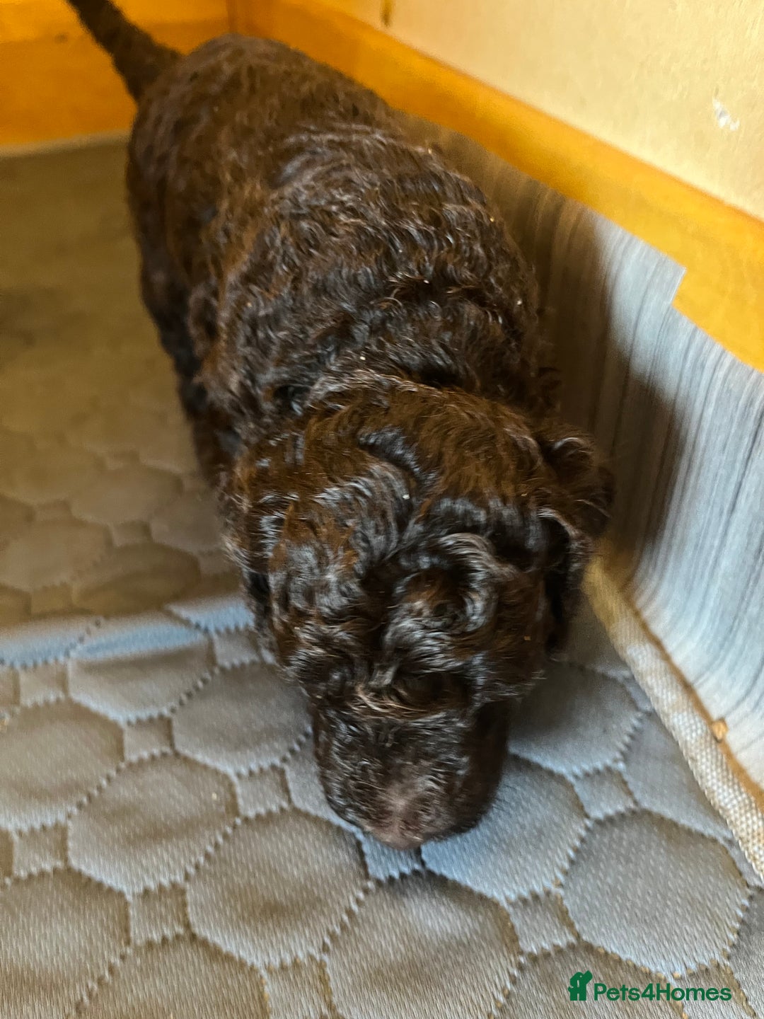 Labradoodle dogs for sale: 🐾Stunning Miniature Labradoodle F1b Puppies🐾  - Image 8