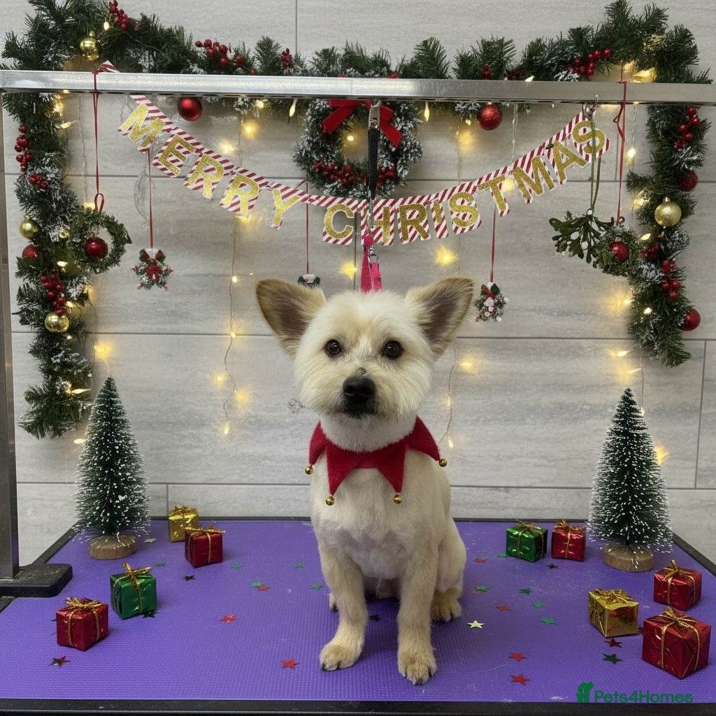 Mixed Breed dogs Yorkie x Pomeranian, looking for his forever home - Advert 3