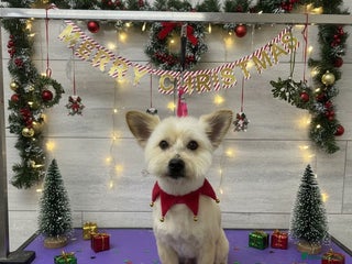 Mixed Breed dogs Yorkie x Pomeranian, looking for his forever home - Advert 2