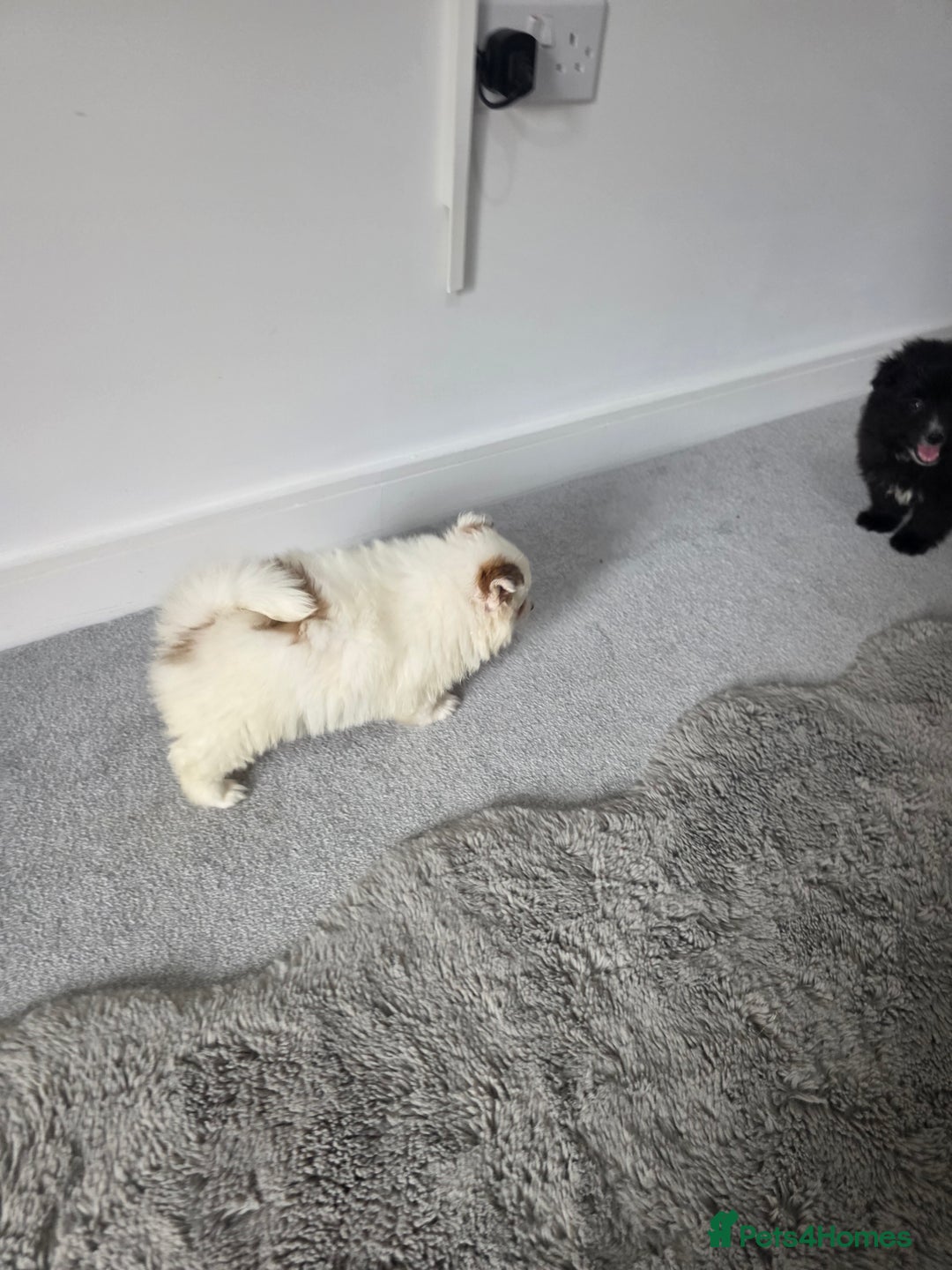 Pomeranian dogs for sale: Pomeranian puppies  - Image 18