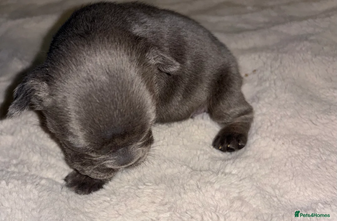 French Bulldog dogs for sale: French bulldog puppies  - Advert 19