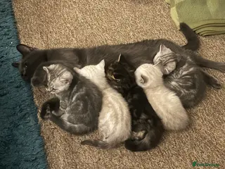 British Shorthair cats A beautiful kittens British shorthair - Advert 1