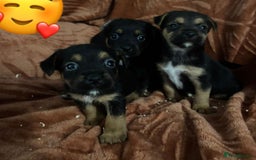 Jack Russell dogs for sale: Jack Russell Puppies  - Image 7