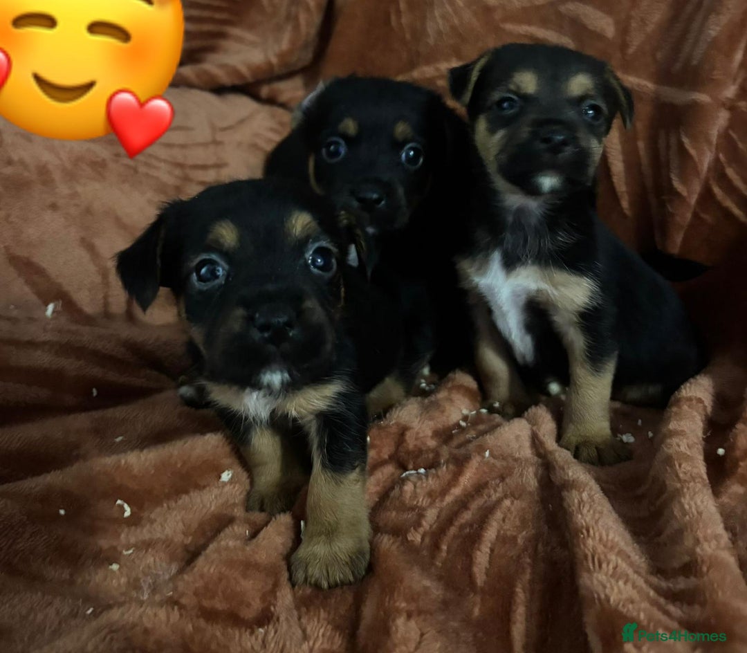 Jack Russell dogs for sale: Jack Russell Puppies  - Image 7