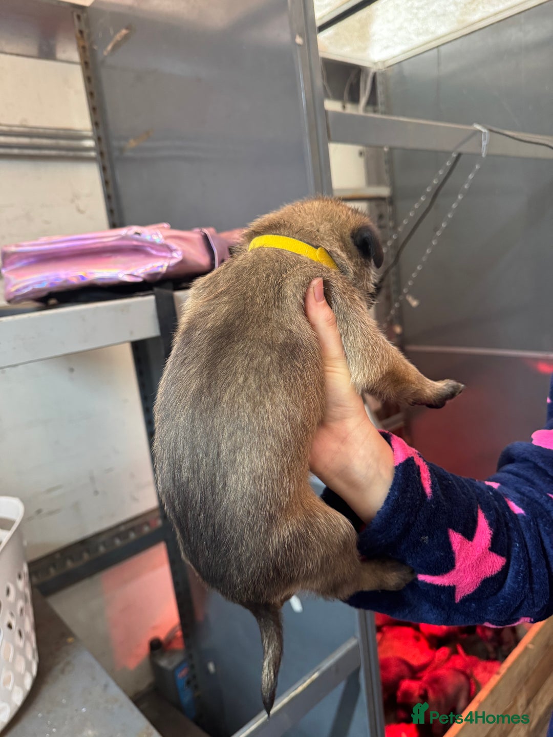 Belgian Shepherd Dog dogs for sale: 10 gorgeous Belgian Malinois pups - Advert 8