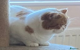 British Shorthair cats for sale: Pedigree British Shorthair  - Image 10