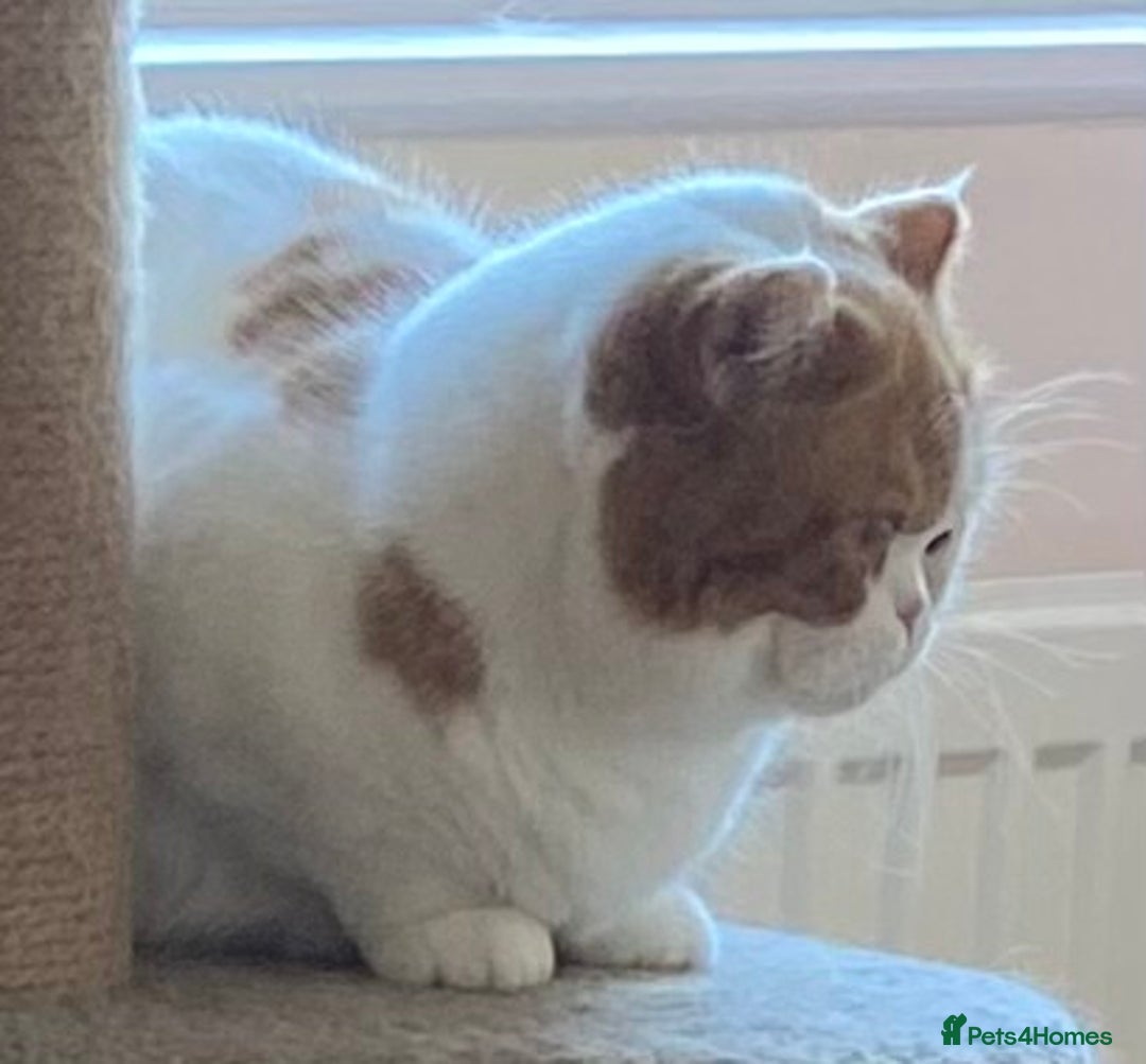 British Shorthair cats for sale: Pedigree British Shorthair  - Image 10