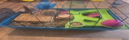Hamster rodents for sale: Hamster with cages and accessories  - Advert 11