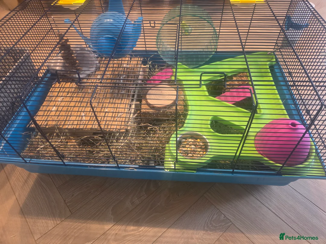 Hamster rodents for sale: Hamster with cages and accessories  - Advert 11
