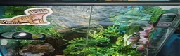 Gecko reptiles for sale: Crested Gecko  in Saint Austell - Advert 5