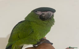 Parrots birds for sale: SILLY TAME HAND REARED BABY HAHNS MACAW - Image 4
