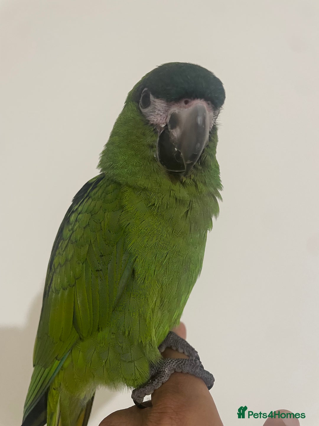 Parrots birds for sale: SILLY TAME HAND REARED BABY HAHNS MACAW - Image 4