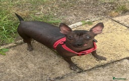 Mexican Hairless dogs for sale: Mexican Hairless, mini - Image 4