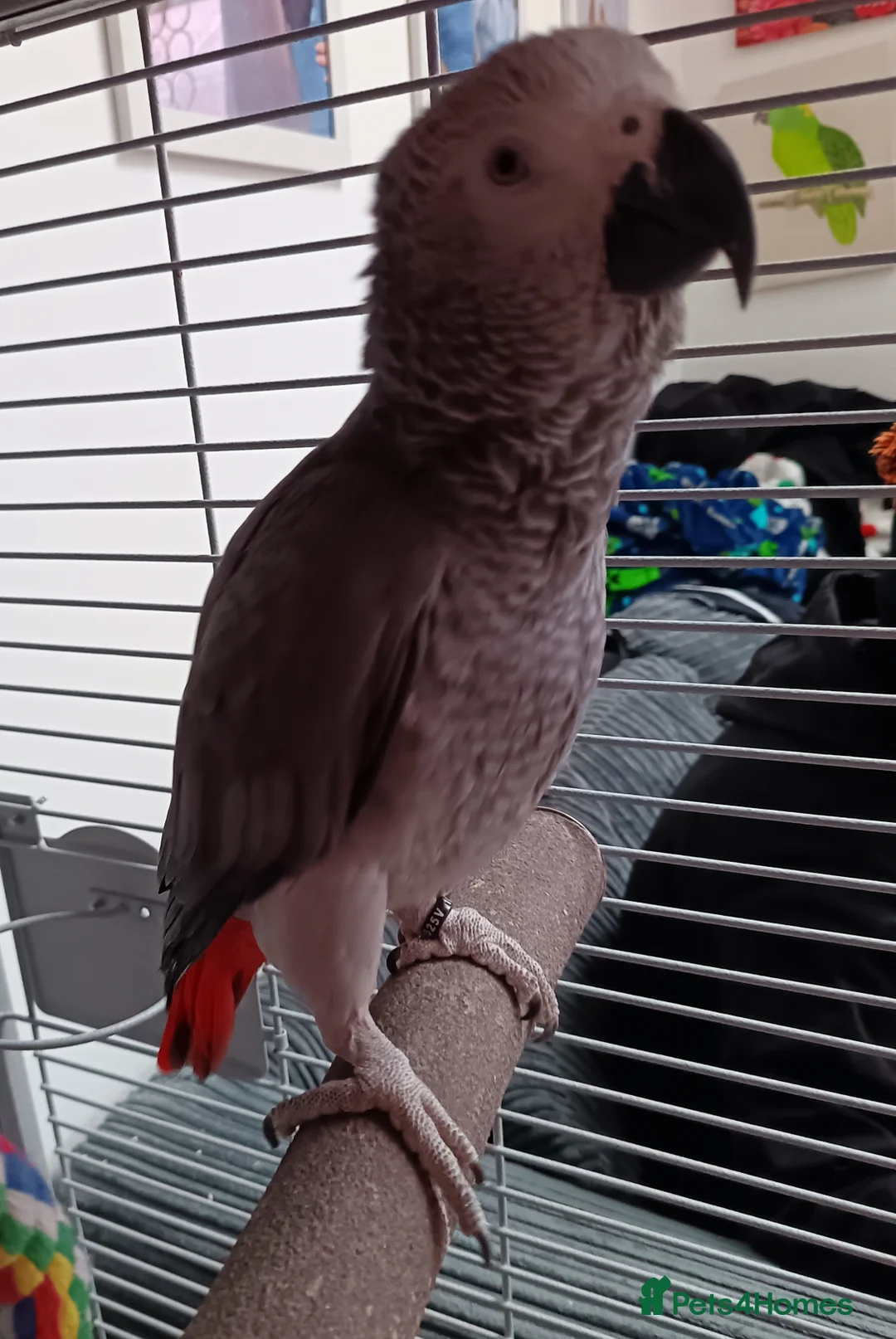 Parrots birds for sale: Male African grey parrot  - Advert 5