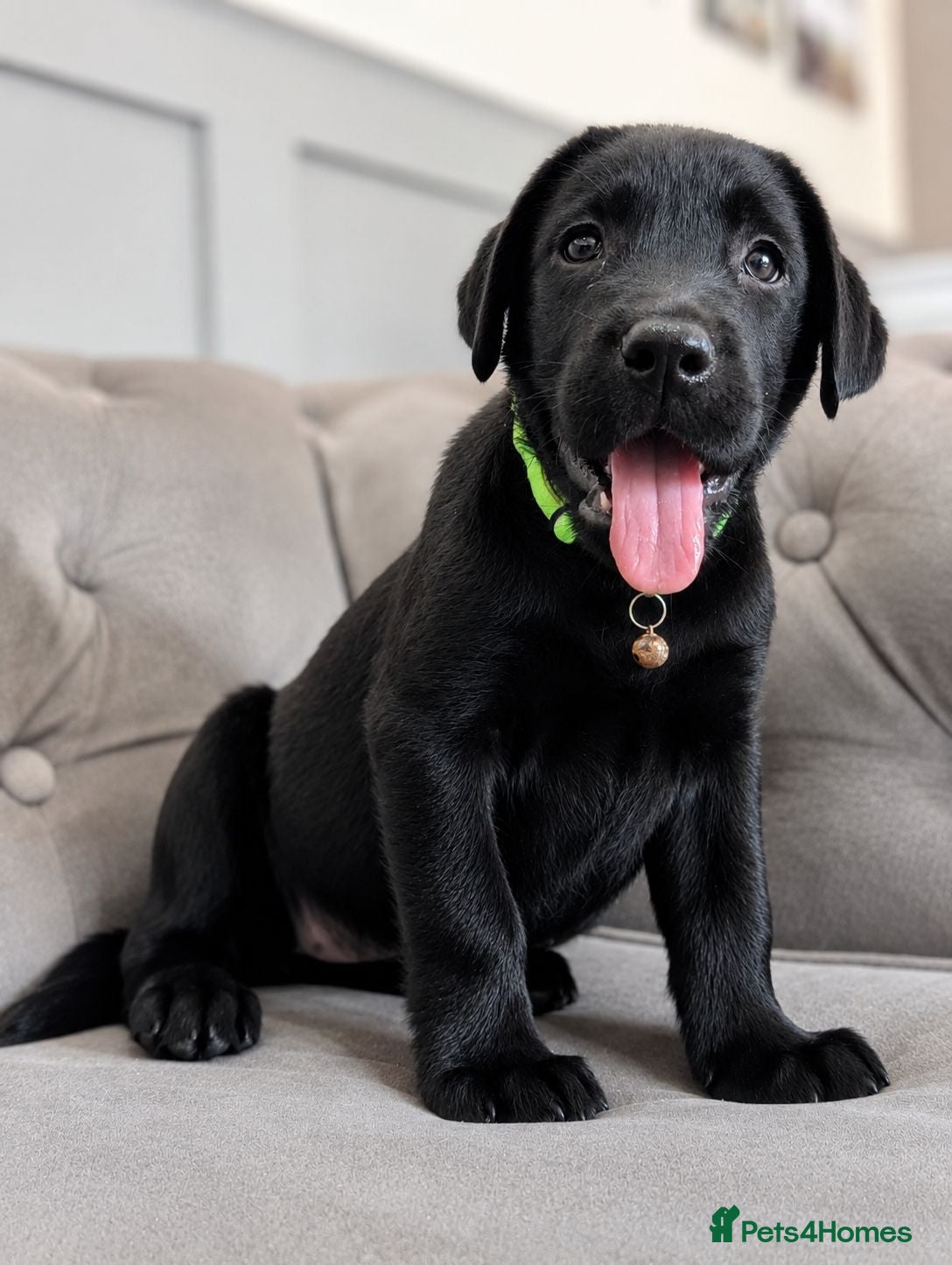 Labrador Retriever dogs Advanced trained Labradors  - Advert 2