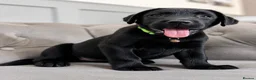 Labrador Retriever dogs for sale: Advanced trained Labradors  - Advert 2