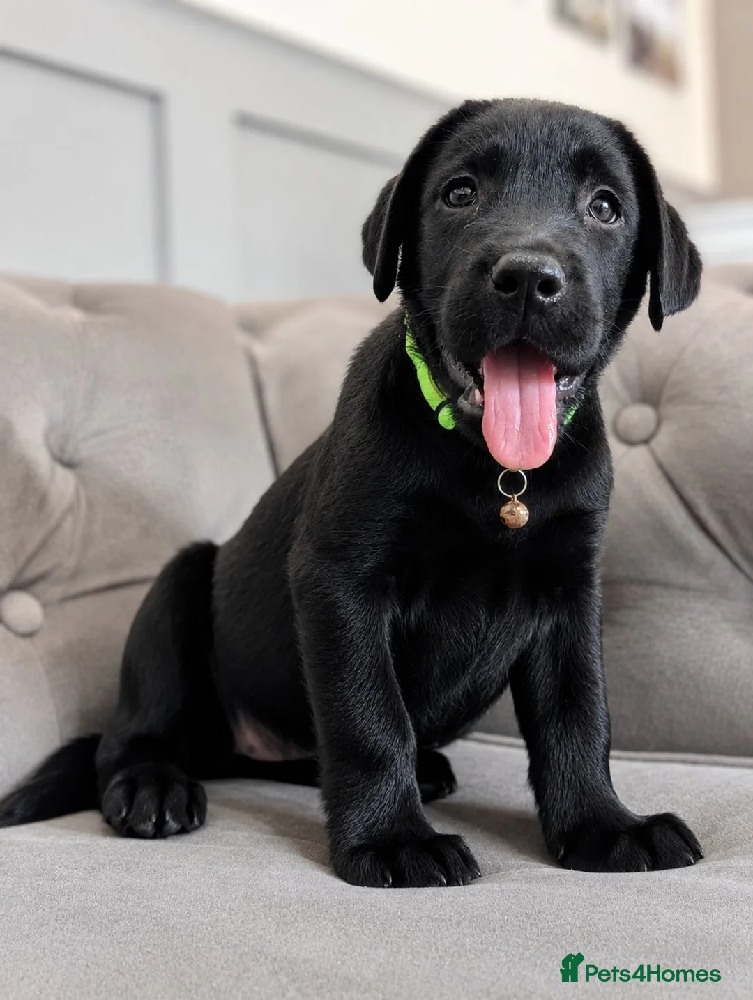 Labrador Retriever dogs for sale: Advanced trained Labradors  - Advert 2