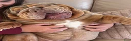English Bulldog dogs for sale: English bulldog  in Middlesbrough - Advert 1