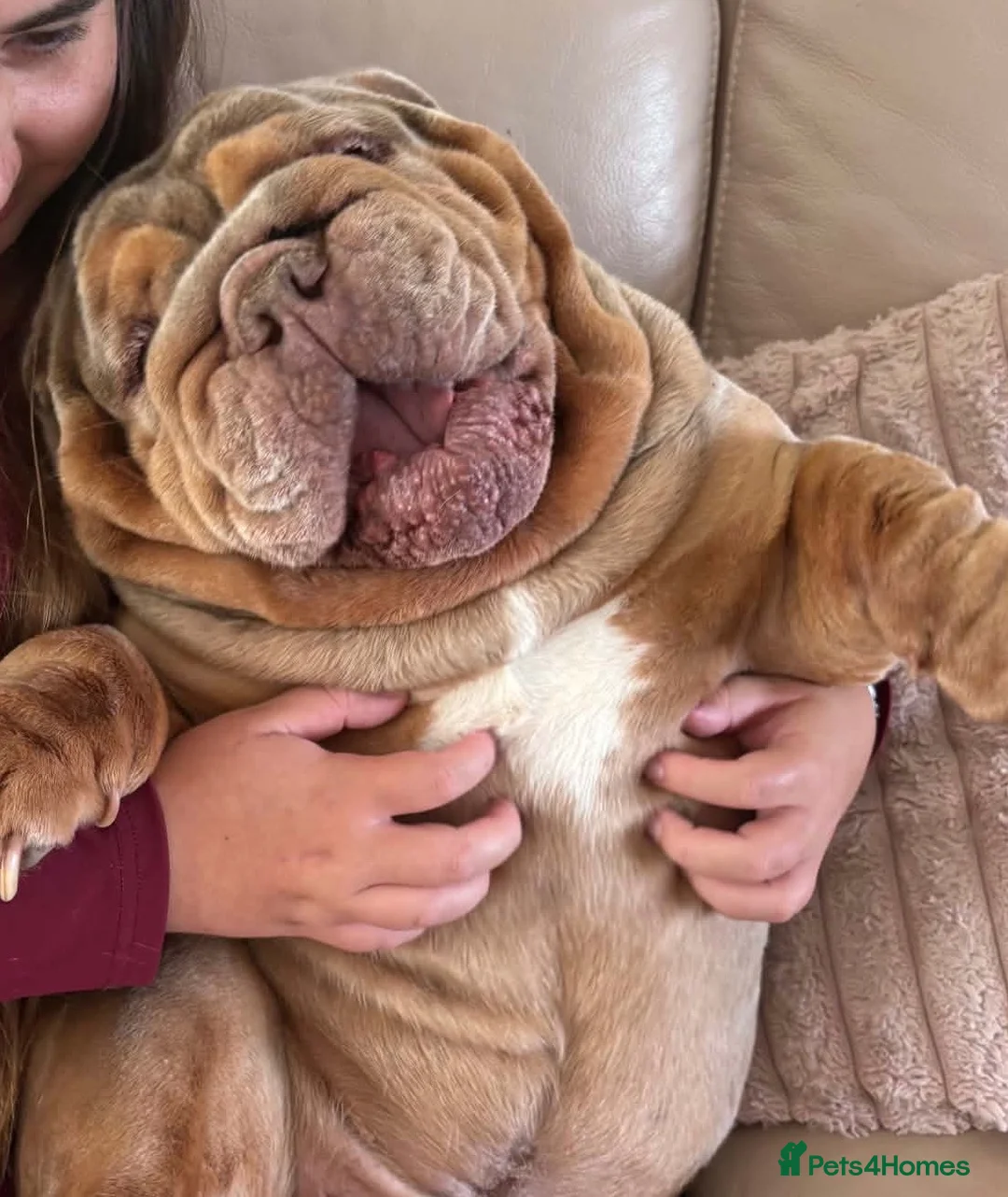 English Bulldog dogs for sale: English bulldog  in Middlesbrough - Advert 1