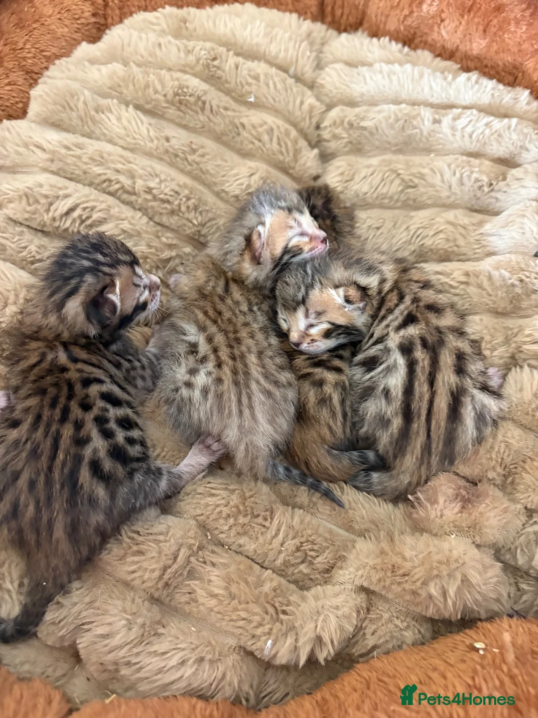 Bengal cats for sale: Pedigreed/registered bengal kittens - Advert 2