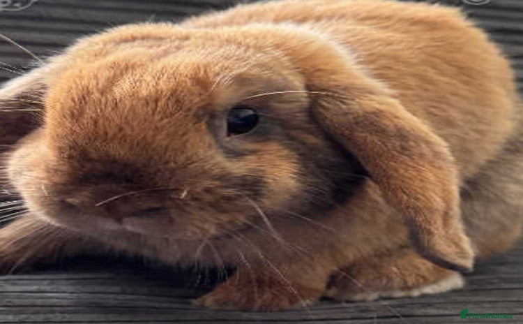 English Lop rabbits - Advert 1
