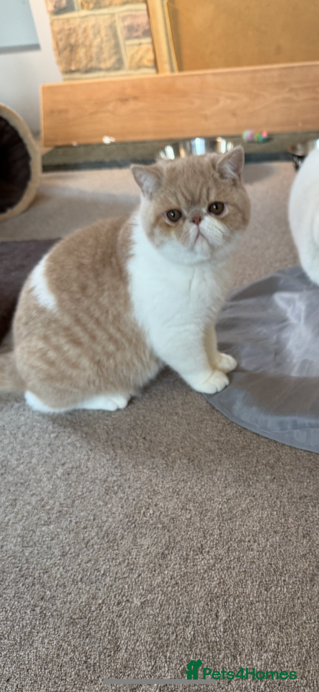 Exotic cats for sale: Beautiful chunky big eyed Exotic kittens - Advert 3