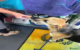 Mixed Breed dogs for adoption: JACK FOR ADOPTION OR FOSTER IN CORNWALL OR DEVON - Image 5