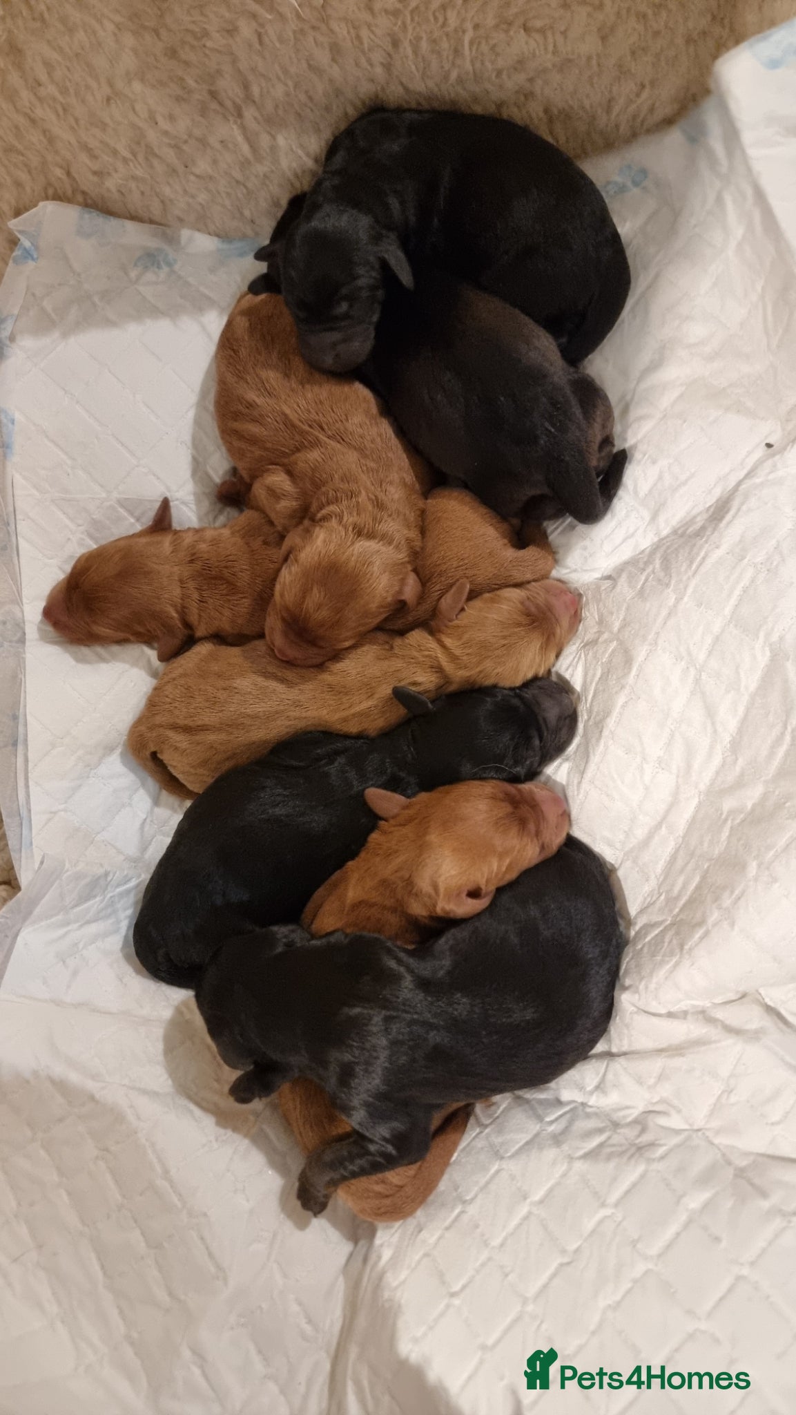 Labradoodle dogs Wonderful labradoodle puppies - Advert 2