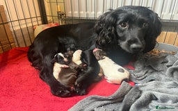 Sprocker dogs for sale: Sprockers  - Image 14