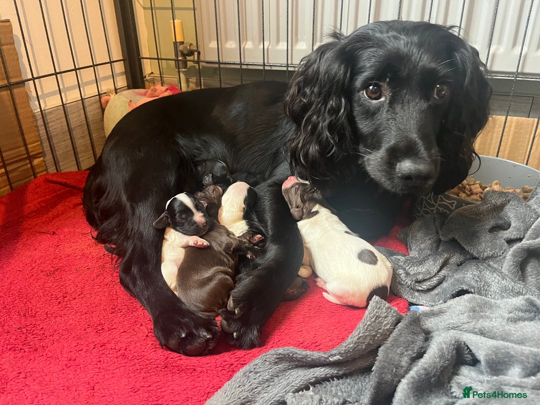 Sprocker dogs for sale: Sprockers  - Image 14