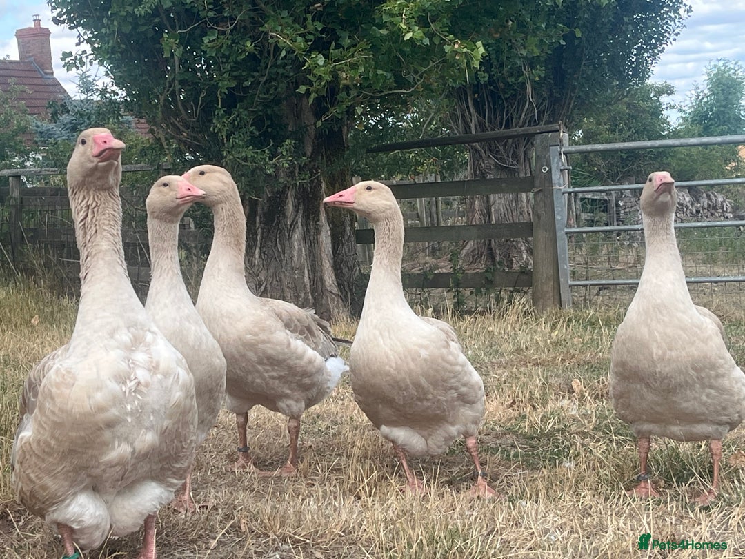 Geese poultry for sale: Brecon Buff Geese For sale (goose)  - Image 2