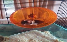 Hamster rodents for sale: 'Oreo' Syrian Hamster + Home/Accessories  - Image 1