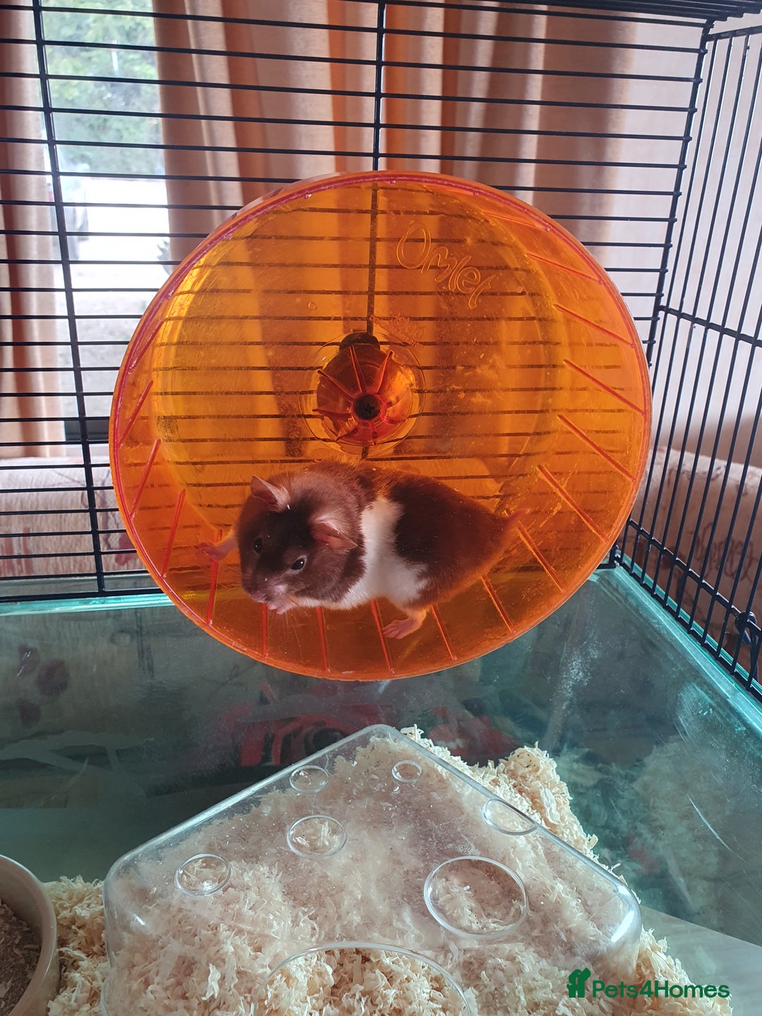 Hamster rodents for sale: 'Oreo' Syrian Hamster + Home/Accessories  - Image 1