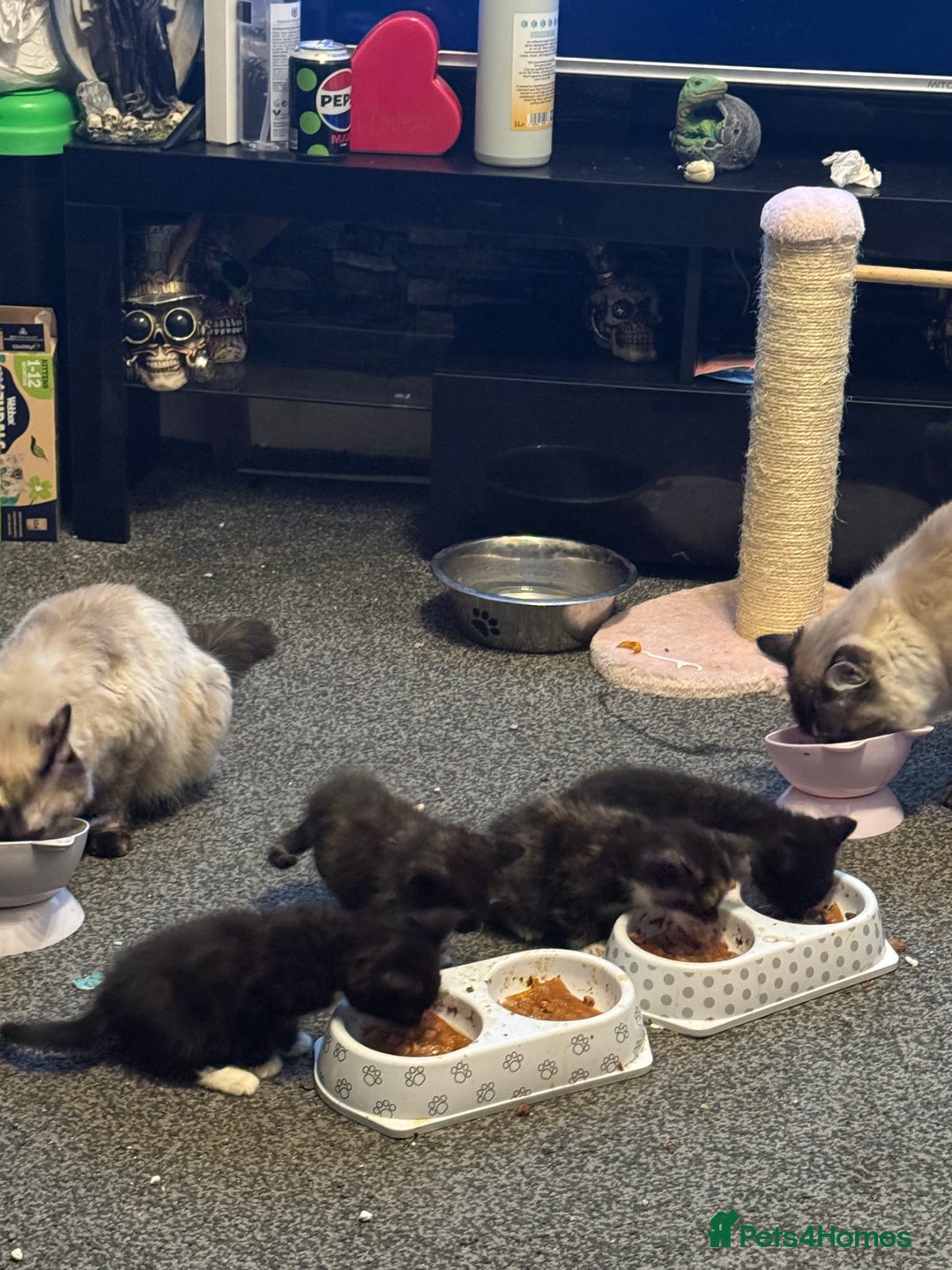 Ragdoll cats for sale: Tuxedo ragdolls kittens - Image 1