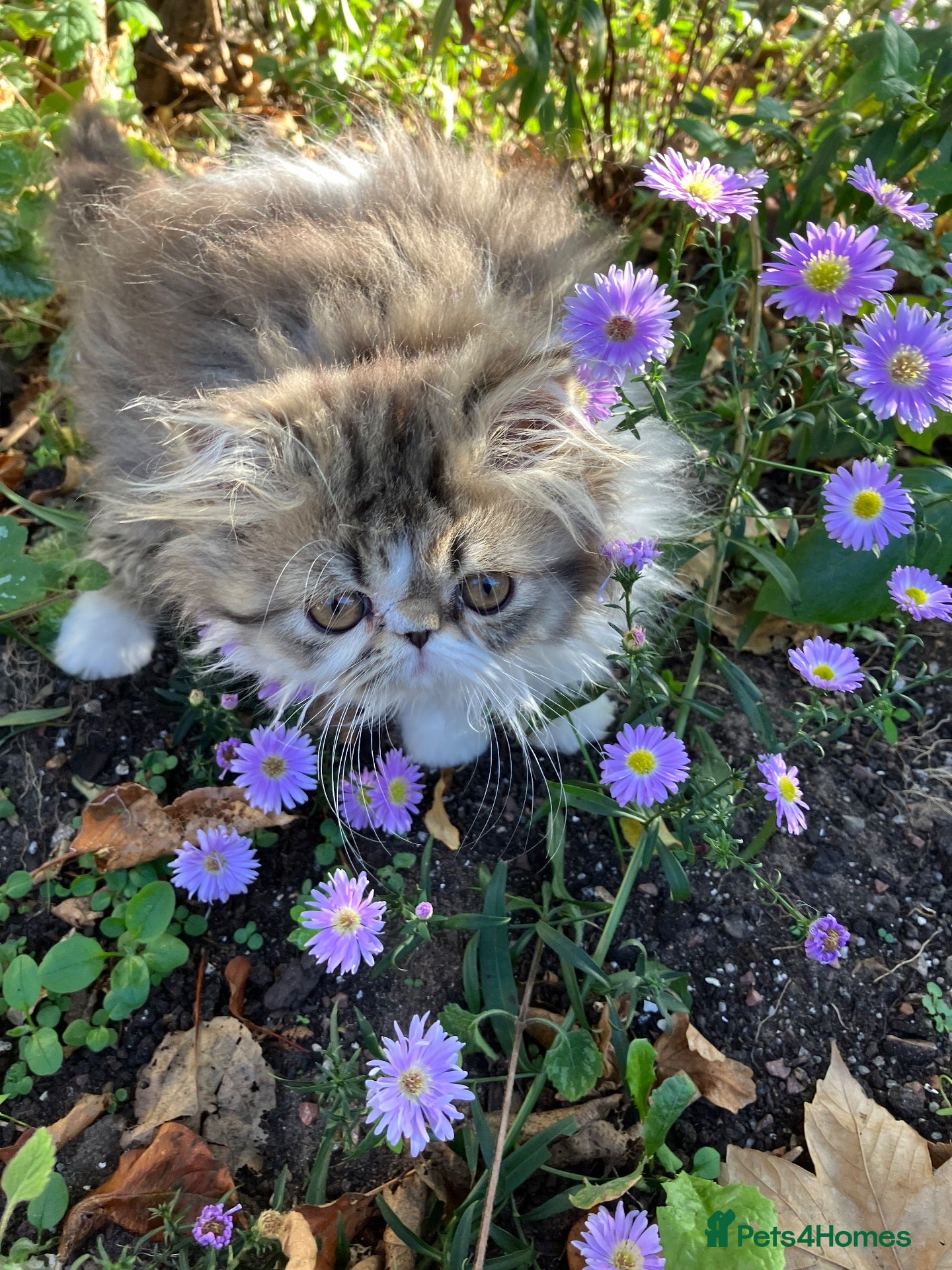 Persian cats Cute GCCF registered Persian Kitten - Advert 1