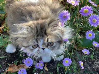 Persian cats Cute GCCF registered Persian Kitten - Advert 1