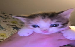 Maine Coon cats for sale: Half Maine coon ready to leave now - Image 6