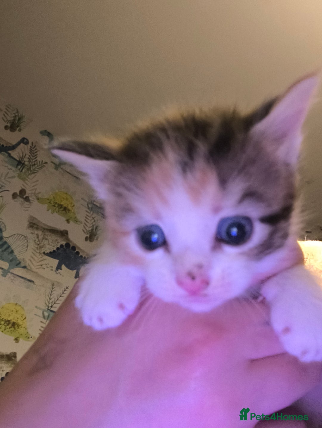 Maine Coon cats for sale: Half Maine coon ready to leave now - Image 6
