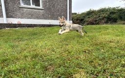 Saarloos Wolfdog dogs for sale: Rare Wolfdog Pups - Socialised & Highly Trainable - Image 10