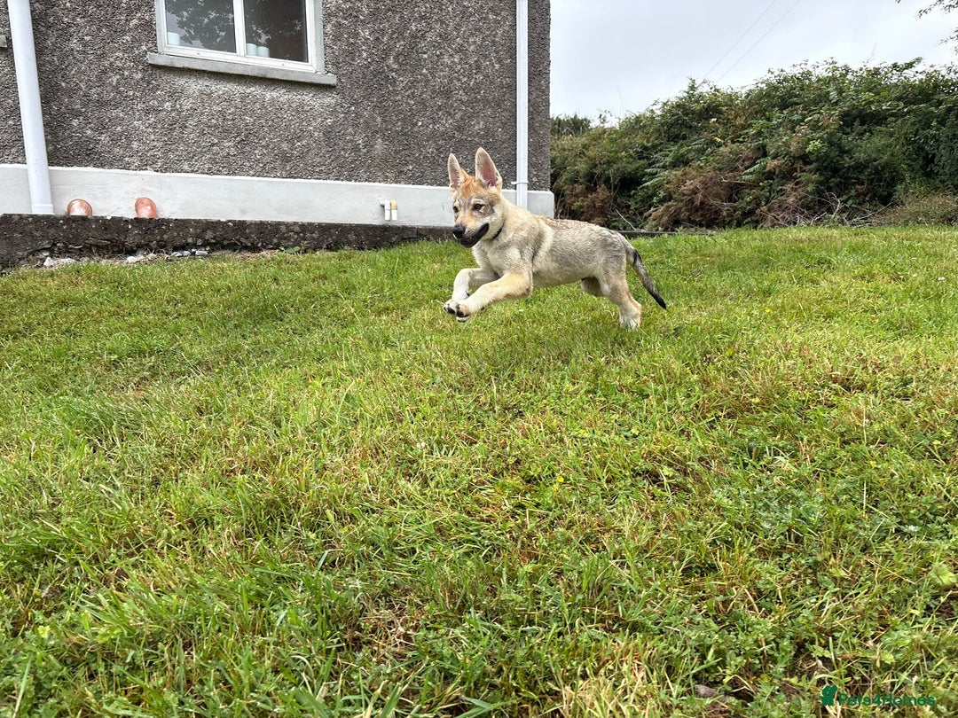Saarloos Wolfdog dogs for sale: Rare Wolfdog Pups - Socialised & Highly Trainable - Image 10