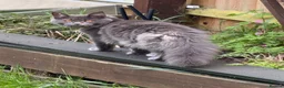 Maine Coon cats for sale: Maine Coon Kittens for sale Mix litter  - Advert 3