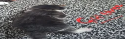 Mixed Breed cats for sale: Long haired kittens in Bishop Auckland - Advert 9