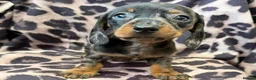 Miniature Dachshund dogs for sale: Miniature Dachsund puppies 3 boys 1 girl  - Advert 5