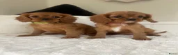 Cavalier King Charles Spaniel dogs for sale: Beautiful Cavalier King Charles  - Advert 7